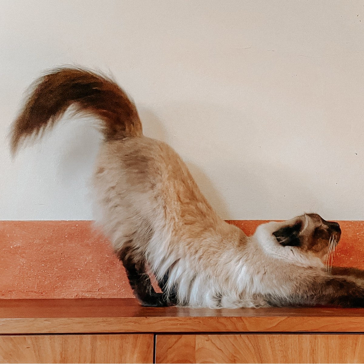 Sommertarif Preis pro Tag • 1 Katze: 15,00 € pro Tag • 2 Katzen aus demselben Haushalt: 22,50 € pro Tag Wintertarif (Oktober–März) Preis pro Tag • 1 Katze: 16,00 € pro Tag  • 2 Katzen aus demselben Haushalt: 24,50 € pro Tag. Das große Privatzimmer für Ihre Samtpfote. Reservierungen nehmen wir gerne per E-Mail entgegen.