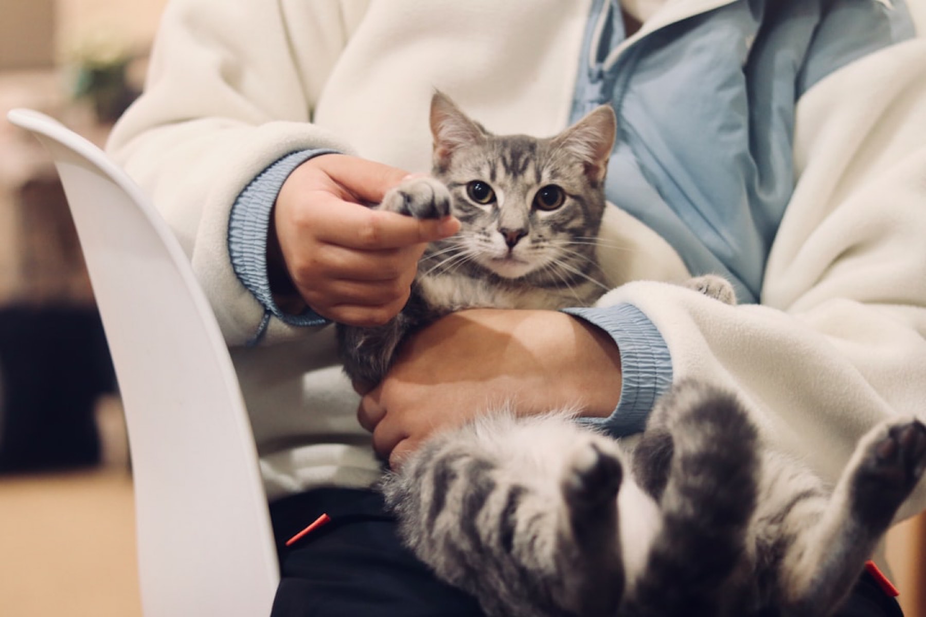 Warum Ihre Katze gegen das Feline Leukämie-Virus (FeLV) geimpft sein sollte.